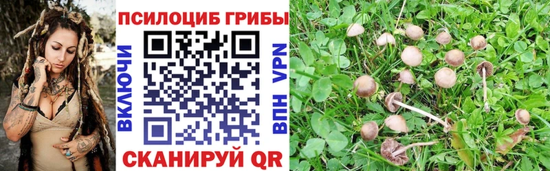 Псилоцибиновые грибы Psilocybine cubensis  Купить закладки  Киров